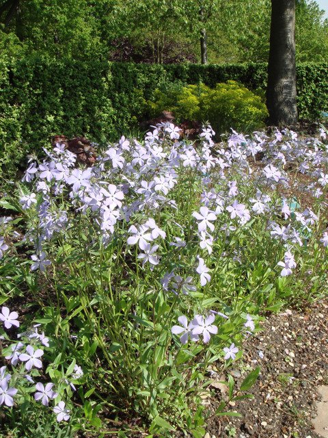 Phlox divaricatus